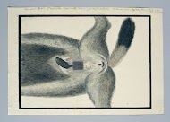 Crocuta crocuta (Spotted hyena), from below