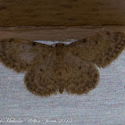 Small Fan-footed Wave Moth