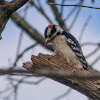 Downy woodpecker (adult male)