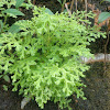 Selaginella /Resurrection Plant/ Little Club Moss