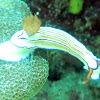 Hypselodoris emma