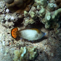 Fantail Filefish