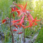 Bolander's Lily