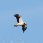 Booted Eagle; Aguila Calzada