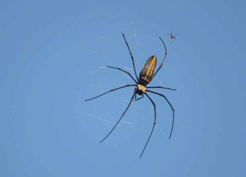 Giant Wood Spider