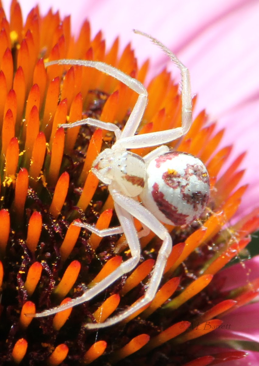 Smooth Flower Crab Spider