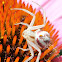 Smooth Flower Crab Spider