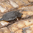 Ridged carrion beetle