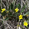 Yellow Prairie Violet