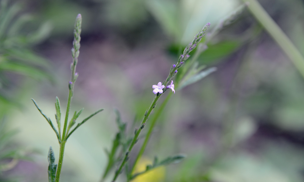 Gray Vervain