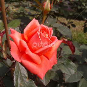 Rose by Anindya Saha - Instagram & Mobile Android