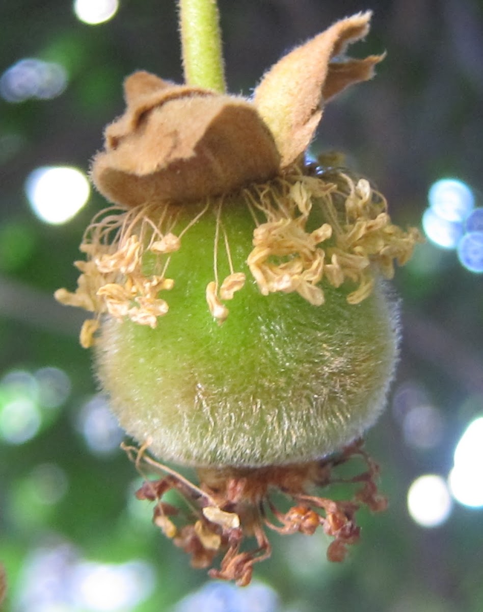 Kiwifruit and Blossoms