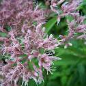 Spotted Joe-Pye Weed