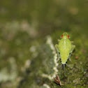 Larva de Homoptera