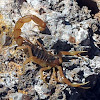 Common Yellow Scorpion