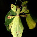 Leaf Insect, Phasmid - Female