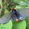 Firetip butterfly