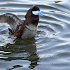 (Male) Ruddy Duck