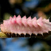 Smudged Hairstreak or Stagira Hairstreak (Caterpillar)