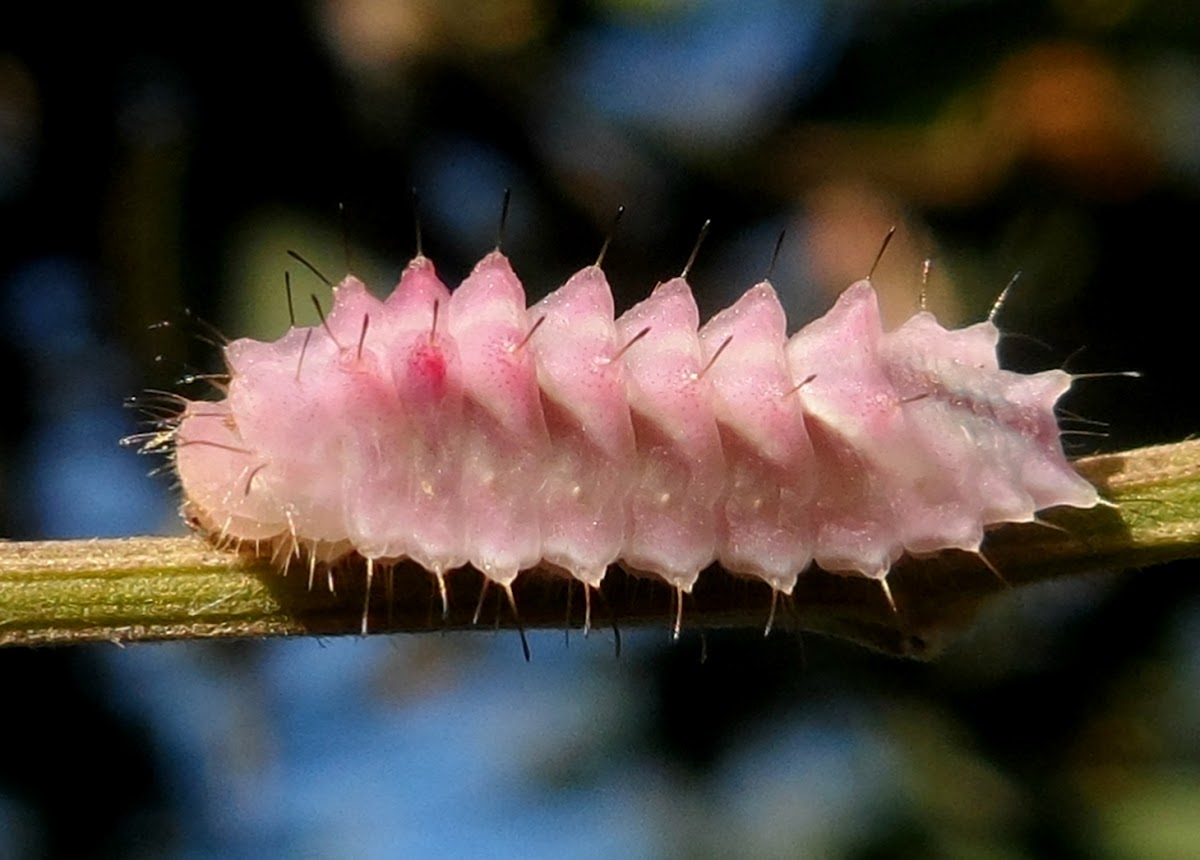 Smudged Hairstreak or Stagira Hairstreak (Caterpillar)