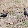 Brown-headed Cowbird