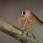 Mosca de patas largas (Robber fly (Asilidae)