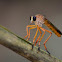 Mosca de patas largas (Robber fly (Asilidae)