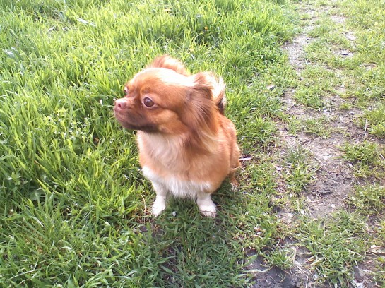 Daisy