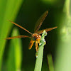 Eastern Amberwing Dragonfly