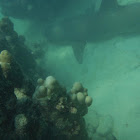 Whitetip reef shark