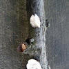 Little Nest Polypore [Trametes (Poronidulus) conchifer]