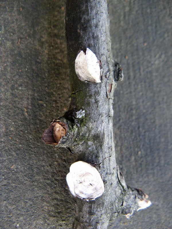 Little Nest Polypore [Trametes (Poronidulus) conchifer]