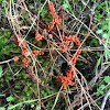 slime mold fruiting bodies