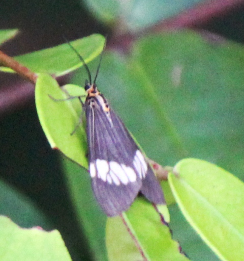 Magpie Moth