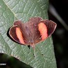 Numberwing butterfly