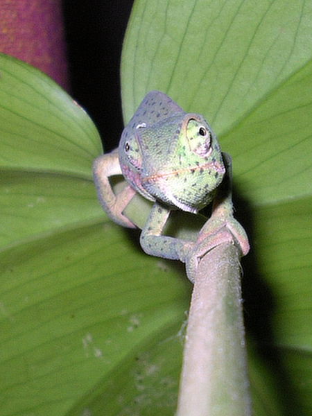 Common Flap-Neck Chameleon