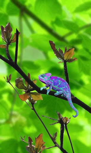 Chameleon Colors Touch