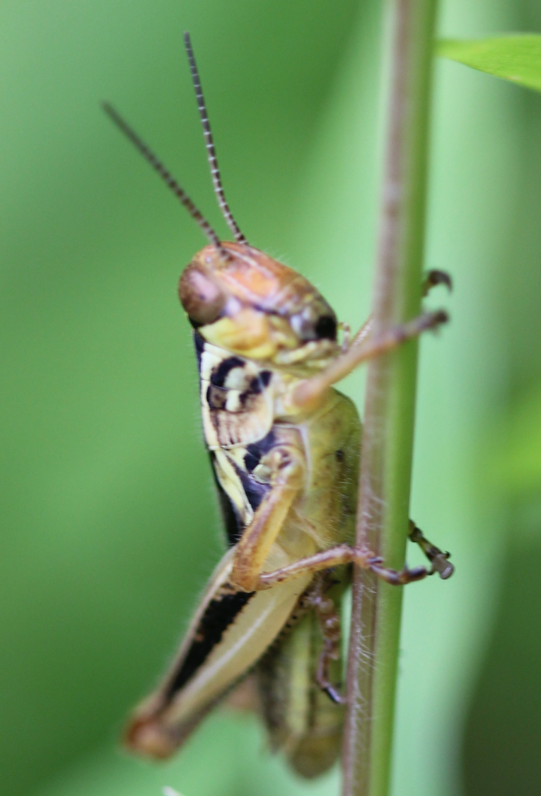 grasshopper