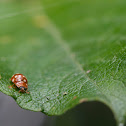 Ladybug - Coccinella