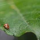 Ladybug - Coccinella