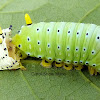 Promethea Silkmoth Caterpillar