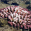 Acropora samoensis Coral