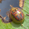 Glorious Leaf beetle