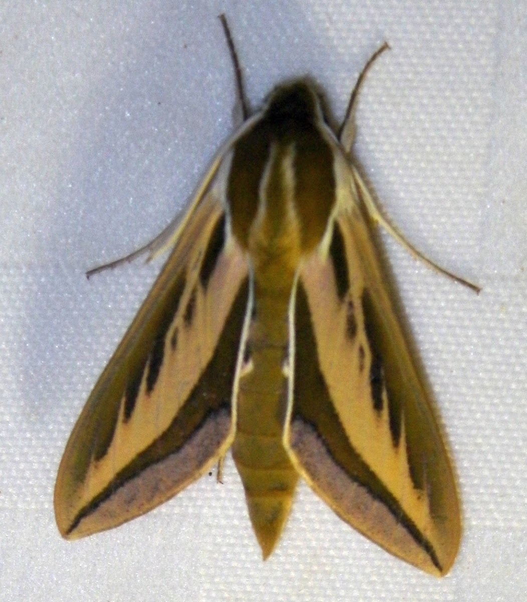 Broad Striped Hawk / Sphinx Moth