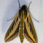 Broad Striped Hawk / Sphinx Moth