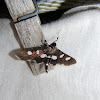 Grape Leaffolder or Leafroller Moth