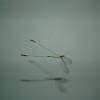 Spoon-wing Lacewing