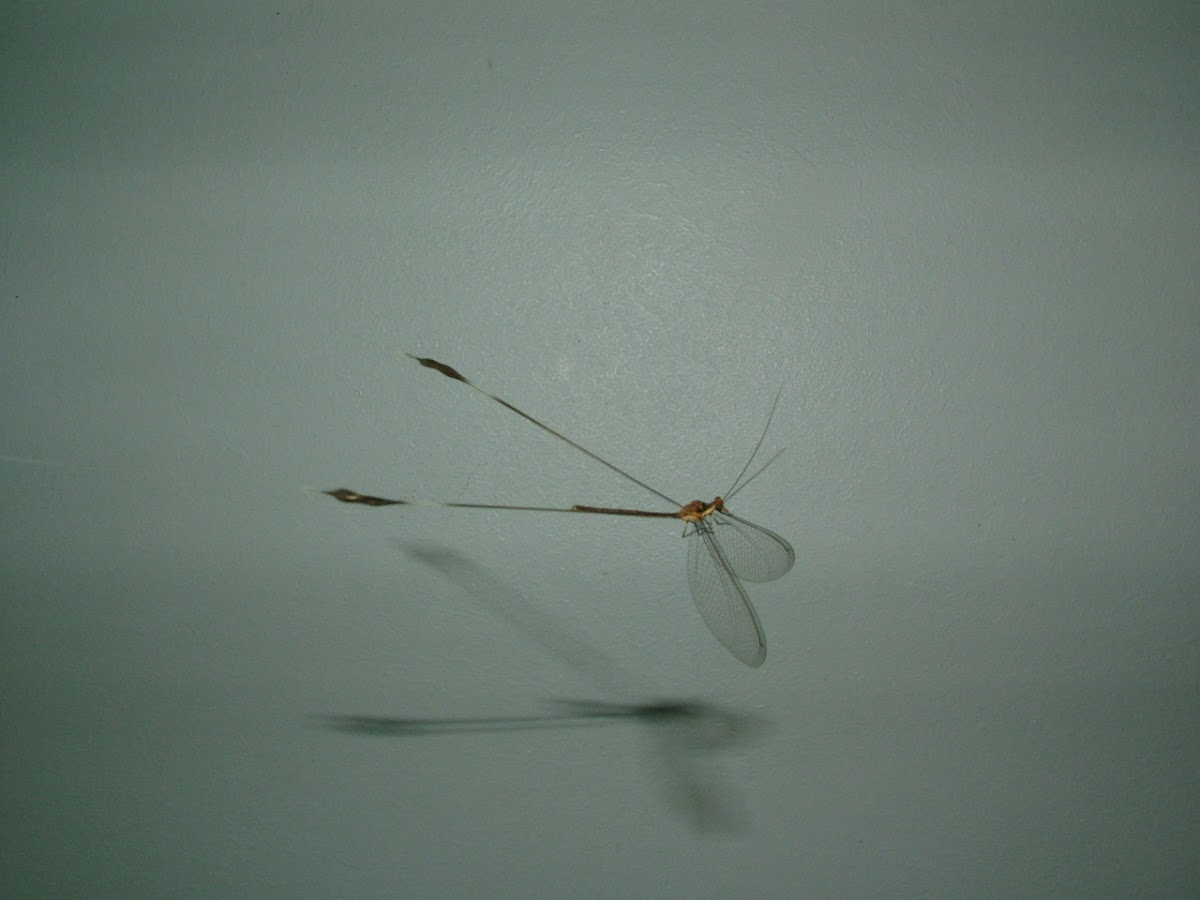 Spoon-wing Lacewing