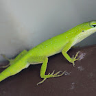 Green Anole