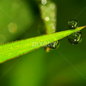 by Luxmen 46 - Nature Up Close Natural Waterdrops